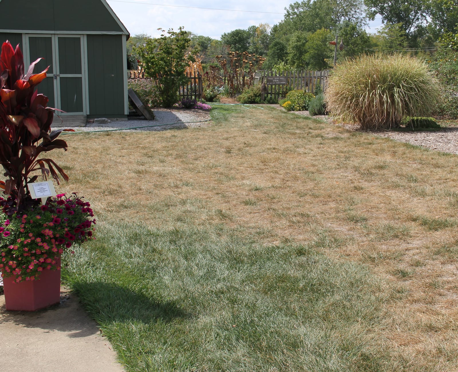 Lawn areas under drought stress turn yellowish in color.