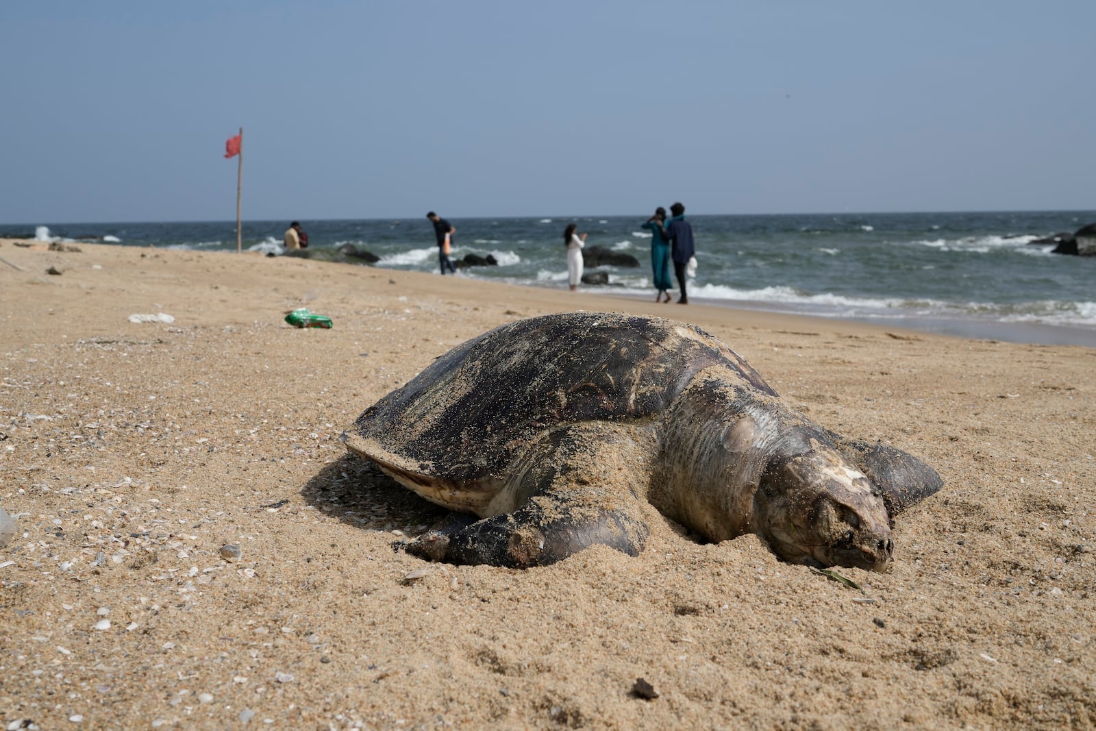 A carcass of an endangered olive ridley sea turtle is washed ashore, on Kovalam beach on the outskirts of Chennai, India, Saturday, Jan. 25, 2025. (AP Photo/Mahesh Kumar A.)