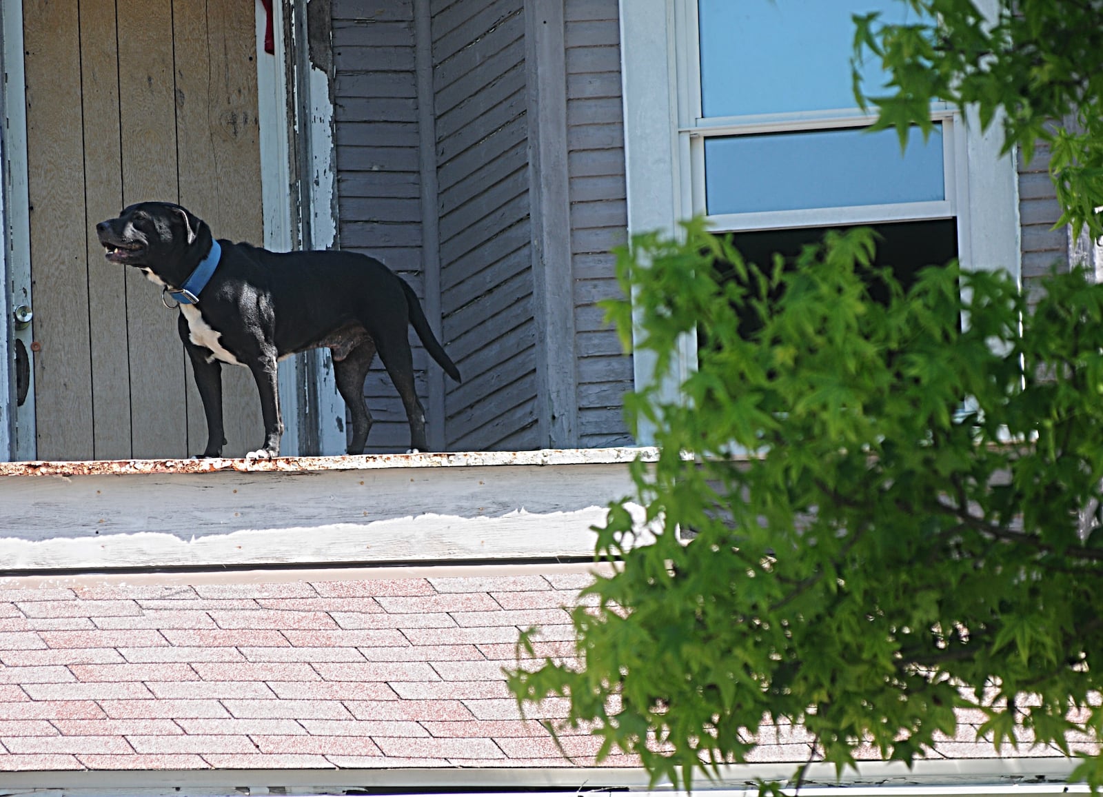 Dayton dog on roof prompts police response on North Avenue, May 30, 2017. MARSHALL GORBY/STAFF