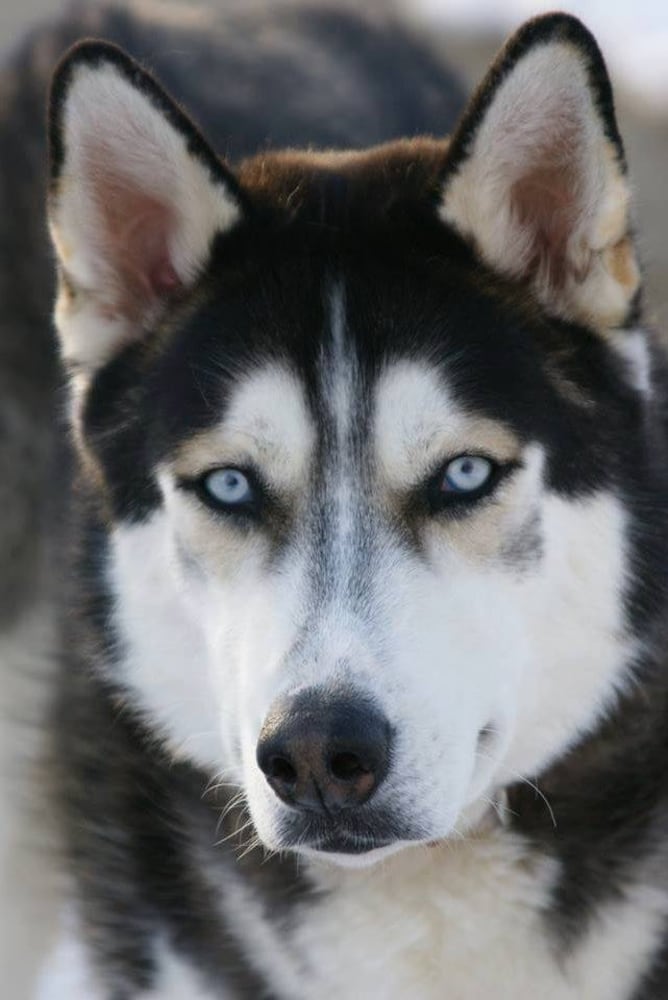 PHOTOS: It’s National Dog Day! Here are some puppy smiles for you