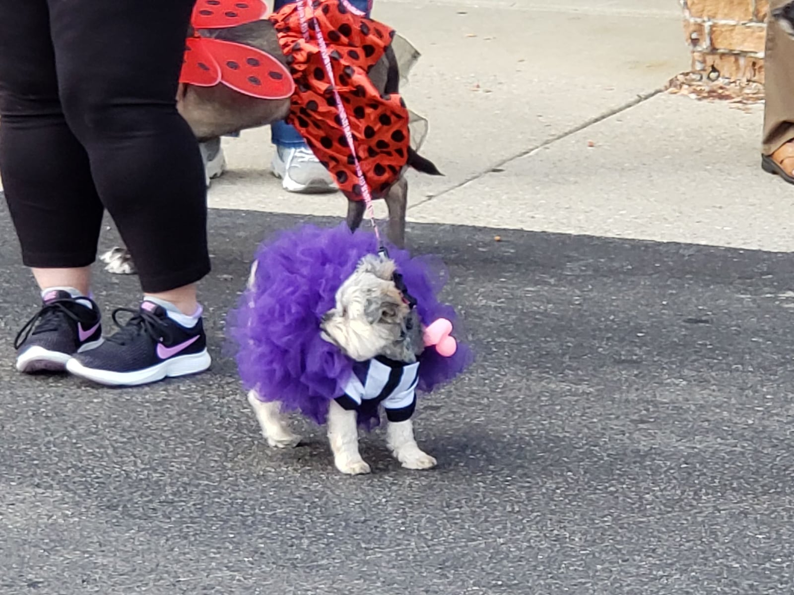 Mack's Tavern will hold its Howl-Oween Extravaganza Parking Lot Party  Saturday, Oct. 12.