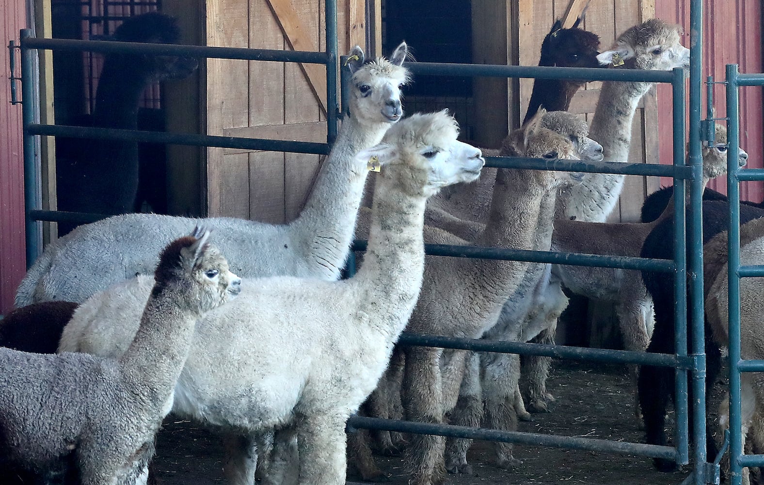 092521 Alpaca Farm Day SNS