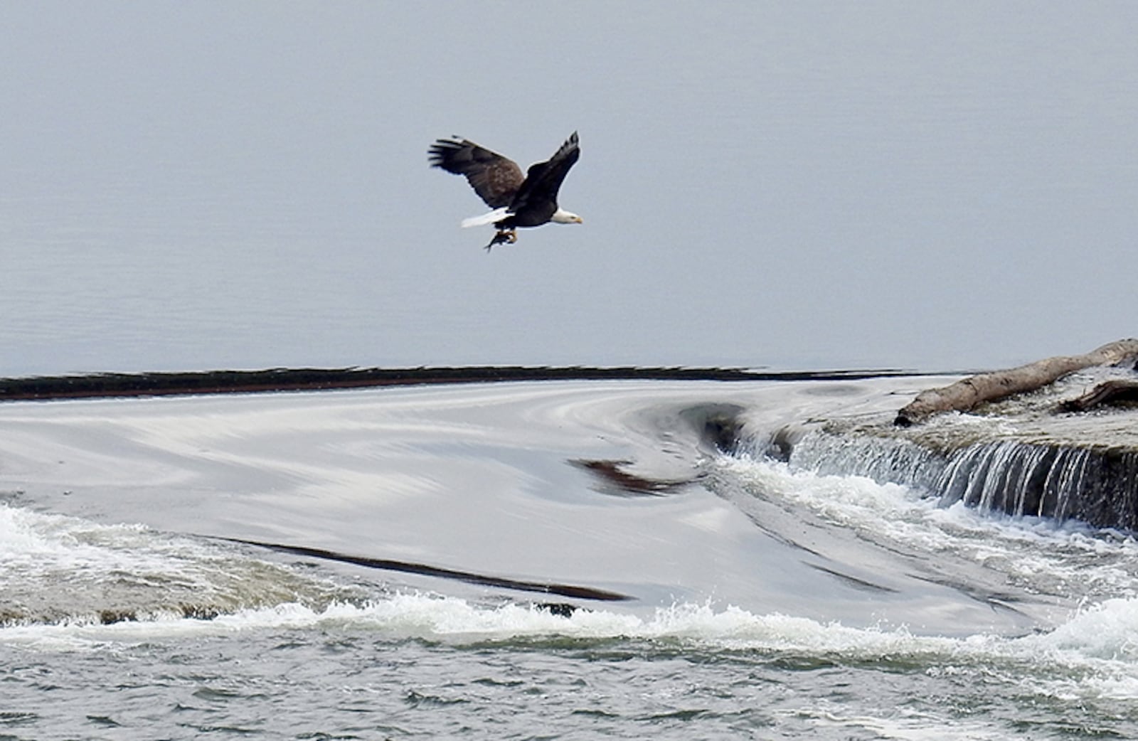 An eagle fishes in the Great Miami River. The rivers that flow through Dayton are a draw for the amazing birds. This image, captured in 2018,  was taken from the Monument Avenue Bridge in Dayton.   PHOTO COURTESY OF JIM WELLER