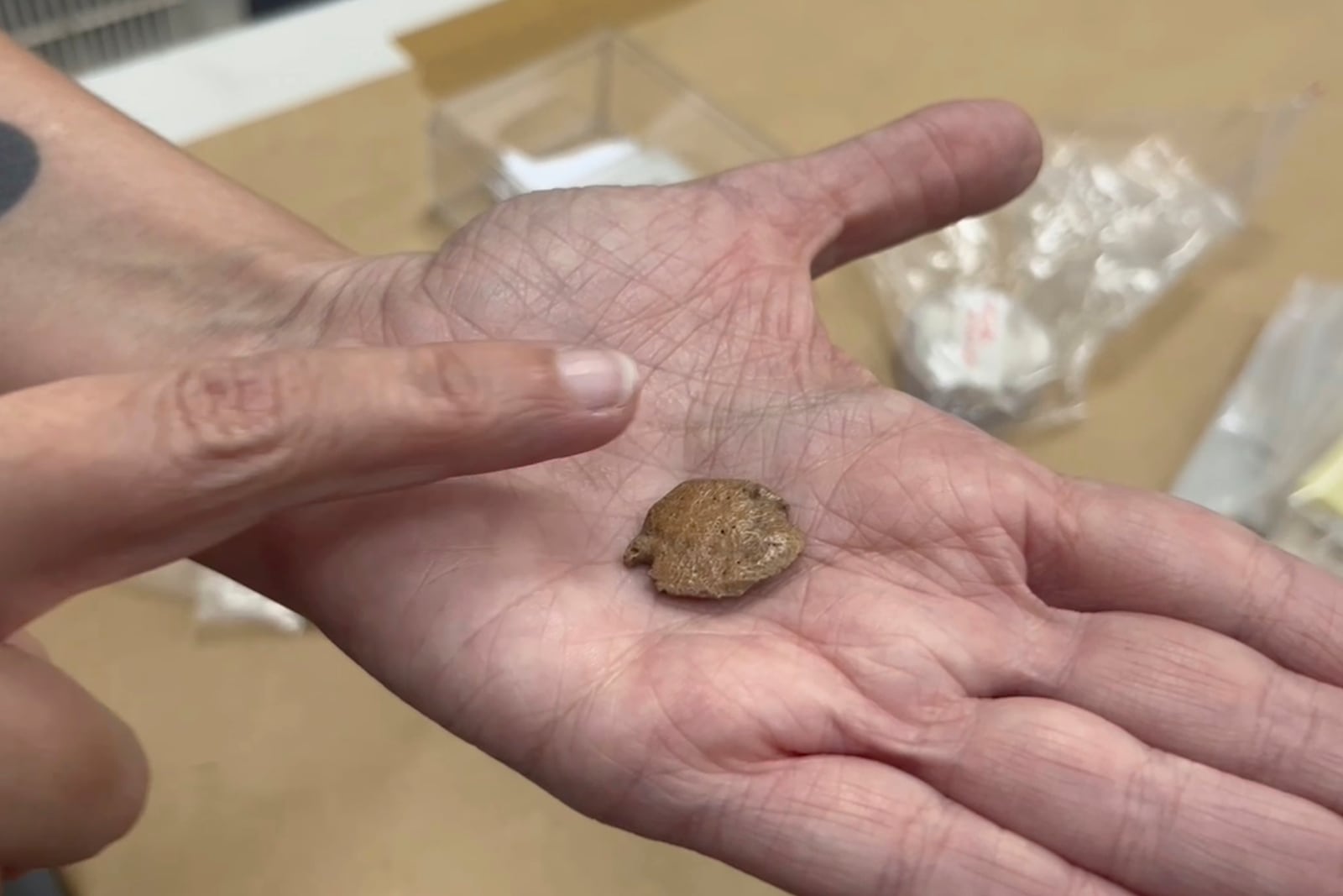 Researcher Mírian Pacheco holds a round, penny-sized sloth fossil dated to around 27,000 years ago, at the University of São Paulo, Brazil, on Sept 2, 2024, saying that unlike most other specimens, its surface is surprisingly smooth, the edges appear to have been deliberately polished, and there’s a tiny hole near one edge. (AP Photo/Christina Larson)