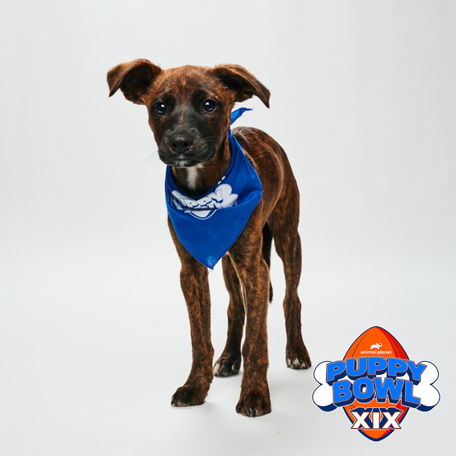 Nugget is one of two puppies from the Humane Society of Greater Dayton who will play for the Lombarky Trophy in Animal Planet’s Puppy Bowl XIX airing Sunday, Feb. 12 at 2 p.m. (CONTRIBUTED PHOTO).