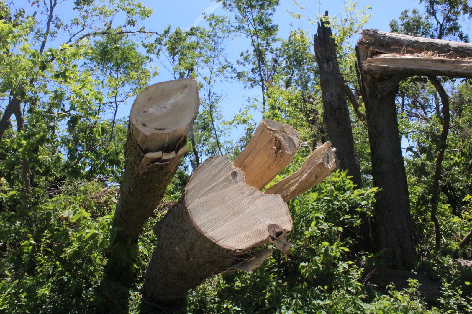 Thousands of trees were destroyed in the Memorial Day tornadoes including a large number at Wegerzyn Garden MetroPark in Dayton. STAFF/AMELIA ROBINSON