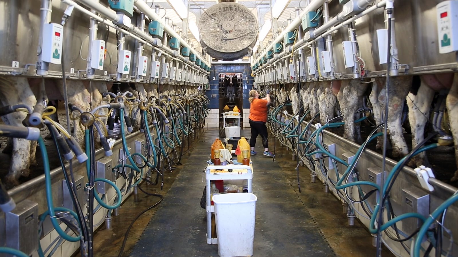 Buschur Dairy Farm in Darke County has more than 600 Holstein dairy cows that are milked three times a day.  Jess Schalk connects the milking machine hoses to cows.  Some counties in Ohio have seen a decline in the number of dairy farms in the past few years.   TY GREENLEES / STAFF