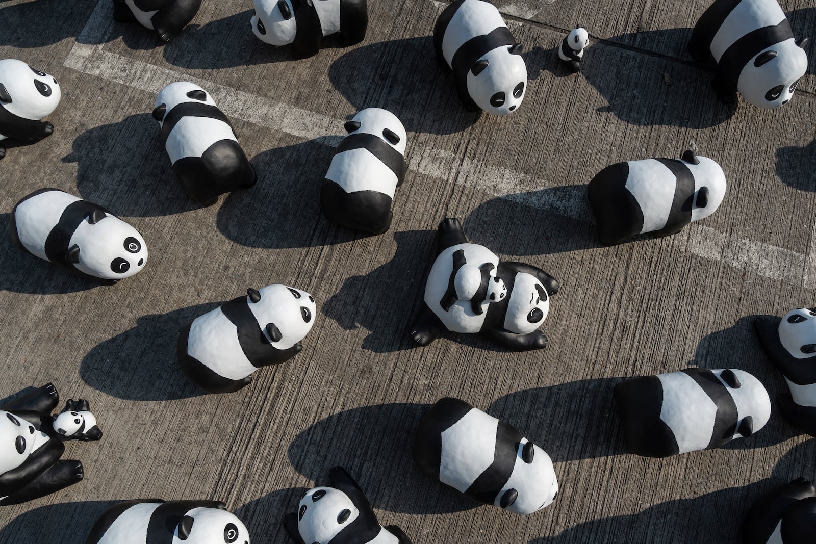 Part of the 2500 panda sculptures are displayed at the Hong Kong International Airport during the welcome ceremony of the panda-themed exhibition "Panda Go!" in Hong Kong, Monday, Dec. 2, 2024. (AP Photo/Chan Long Hei)