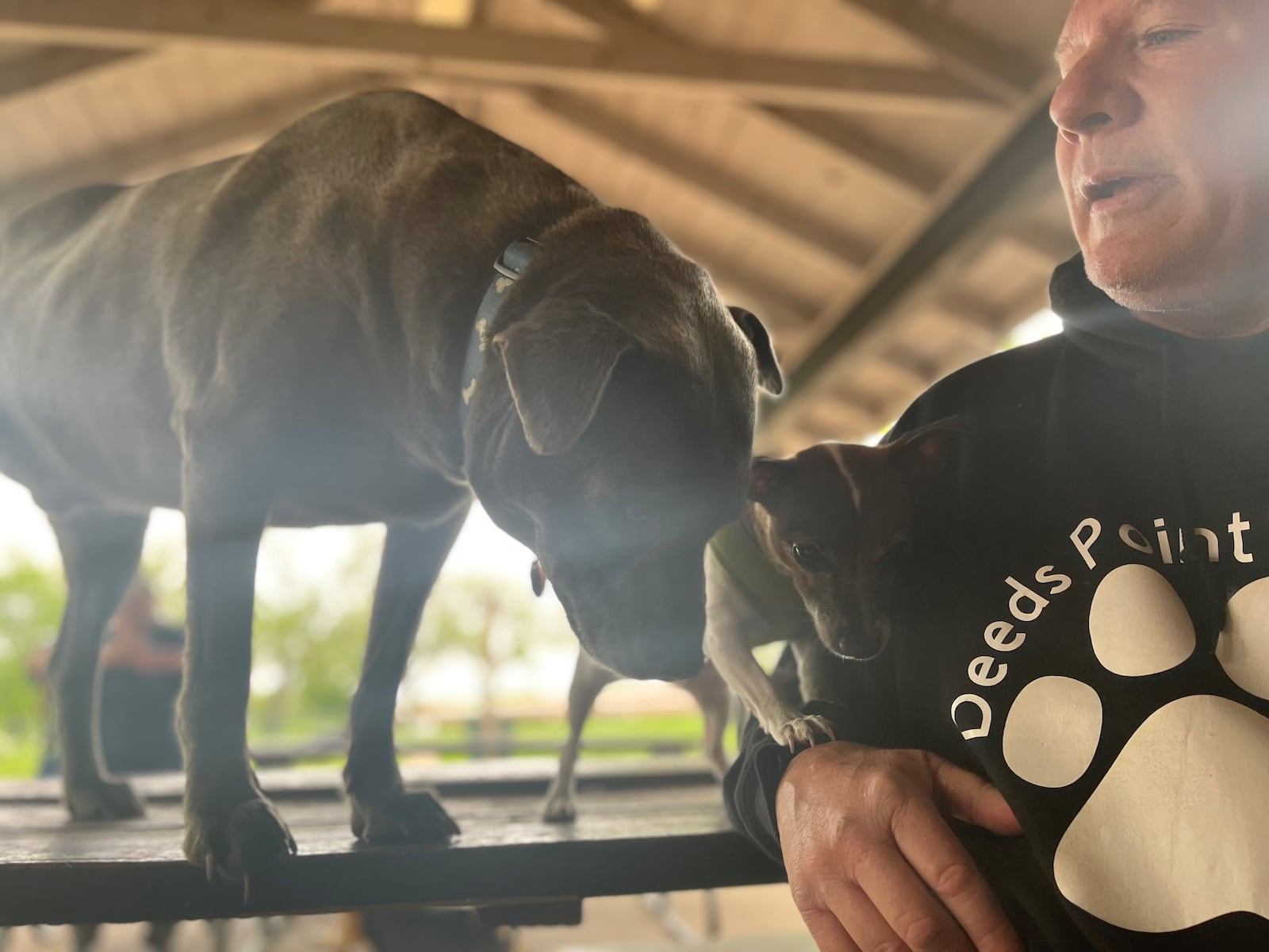 Butch Richardson plays with dogs at Deeds Point Dog Park. CORNELIUS FROLIK / STAFF