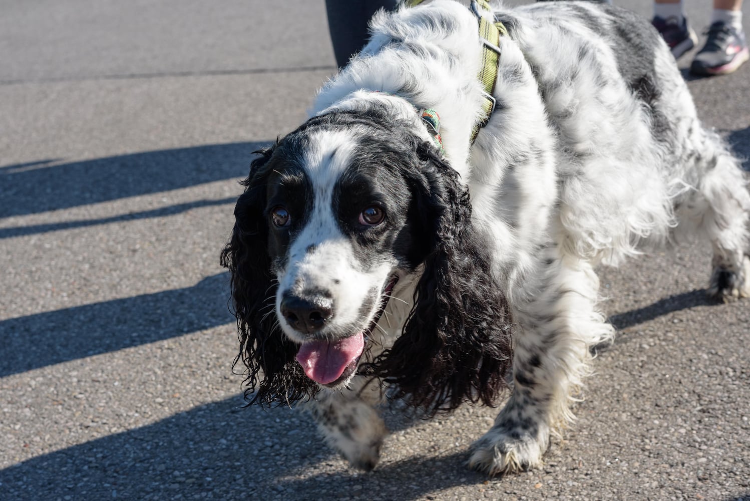 PHOTOS: Did we spot you and your doggie at SICSA’s Lift Your Leg fun run/walk?