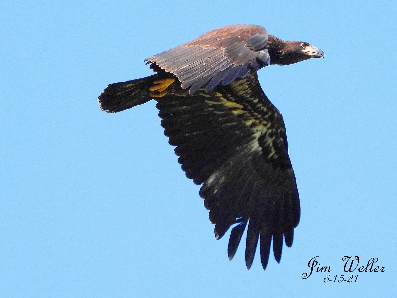 The eagle triplets at Carillion Historical Park have taken flight. The trio, Aviator, Navigator and Pilot, the offspring of Orv and Willa, the park’s resident bald eagles, fledged from their nest last week. JIM WELLER / CONTRIBUTED PHOTO