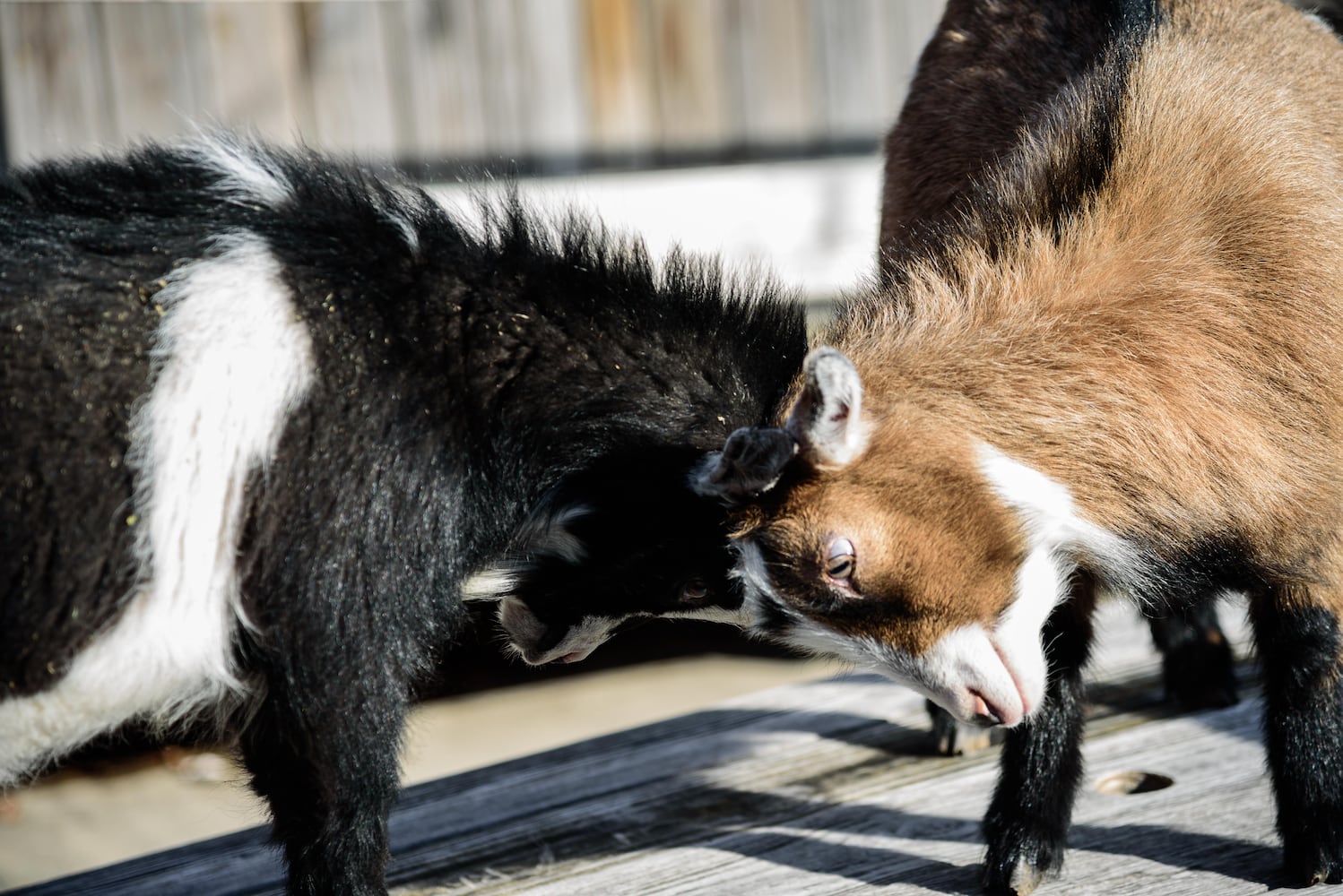 PHOTOS: Did we spot you frolicking with the cutest kids at Dayton Beer Company’s GoatFest?