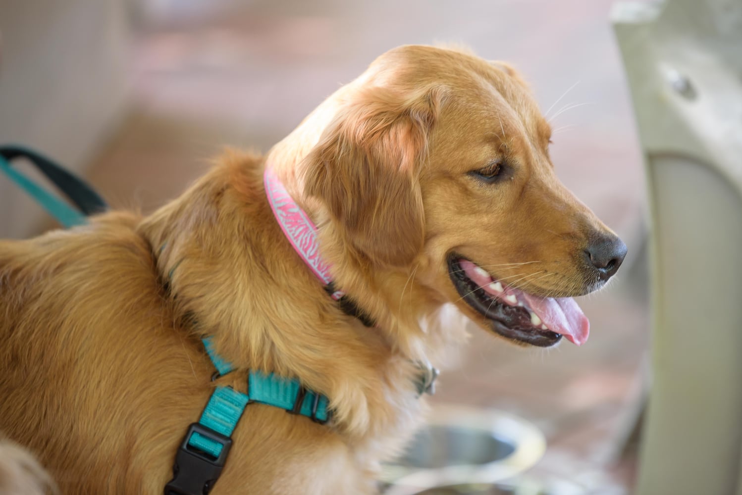 PHOTOS: 2024 Blessing of the Animals at Epiphany Lutheran Church