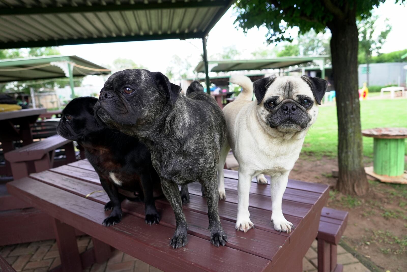 Rescued pug pose for a photograph in the home of Cheryl Gaw in Johannesburg, South Africa, Tuesday, Jan. 14, 2025. (AP Photo/Alfonso Nqunjana)