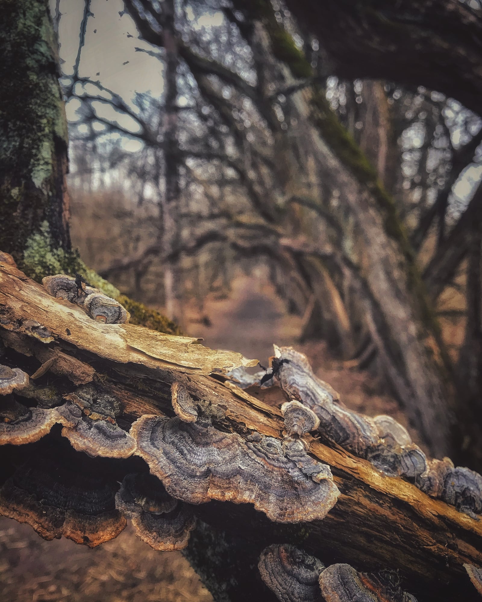 The look and feel of winter hiking is unique - JASON SULLIVAN