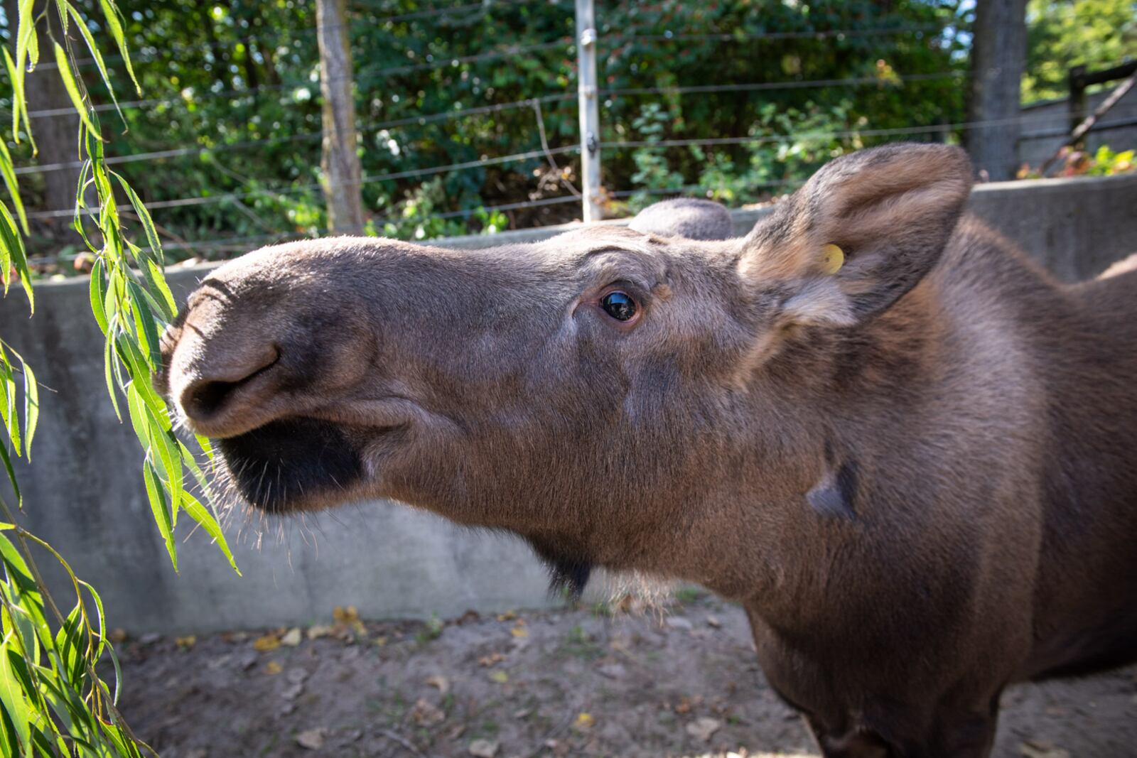 Strawberry arrived to the Columbus Zoo and Aquarium on Oct. 12 at just a little over 5 feet tall and weighing about 390 pounds. The calf is estimated to be approximately 4 to 6 months old.