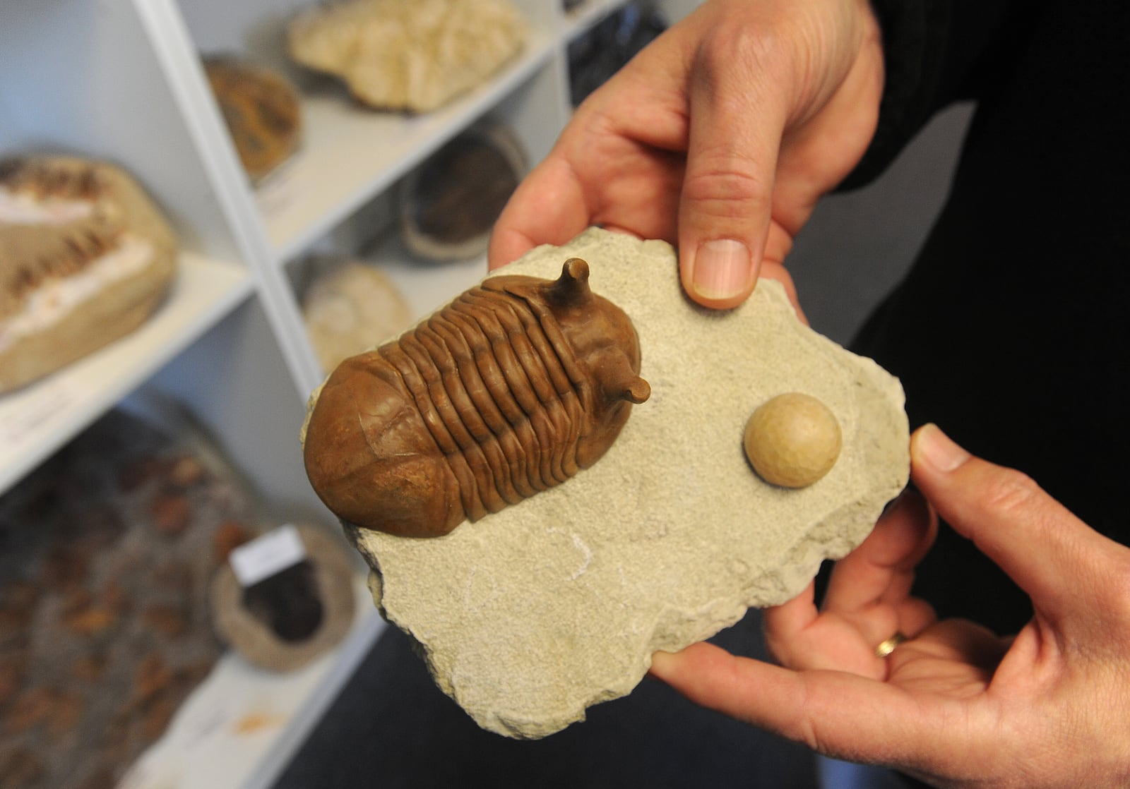 The new Rock Around the Clark Business in Yellow Springs has fossils, trilobites, aegalodon teeth and many more items including things for children. The business opened its doors in July. MARSHALL GORBY / STAFF