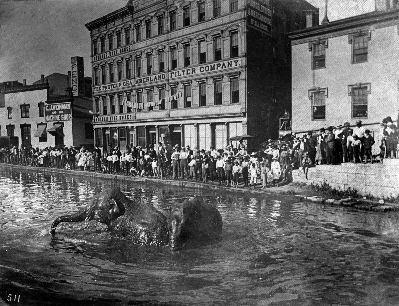 Elephants bath in the canal during a carnival in Dayton in 1899. DAYTON METRO LIBRARY / LUTZENBERGER PICTURE COLLECTION