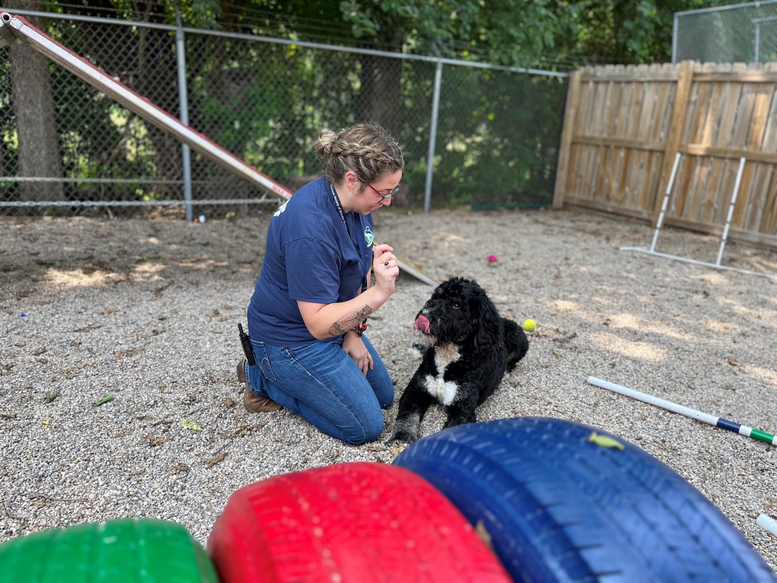 Marisa McGriff, volunteer coordinator with the Humane Society of Greater Dayton, plays outside with "Jack," a 1-year-old Bernedoodle. Jack was surrendered by his owner.  CORNELIUS FROLIK / STAFF