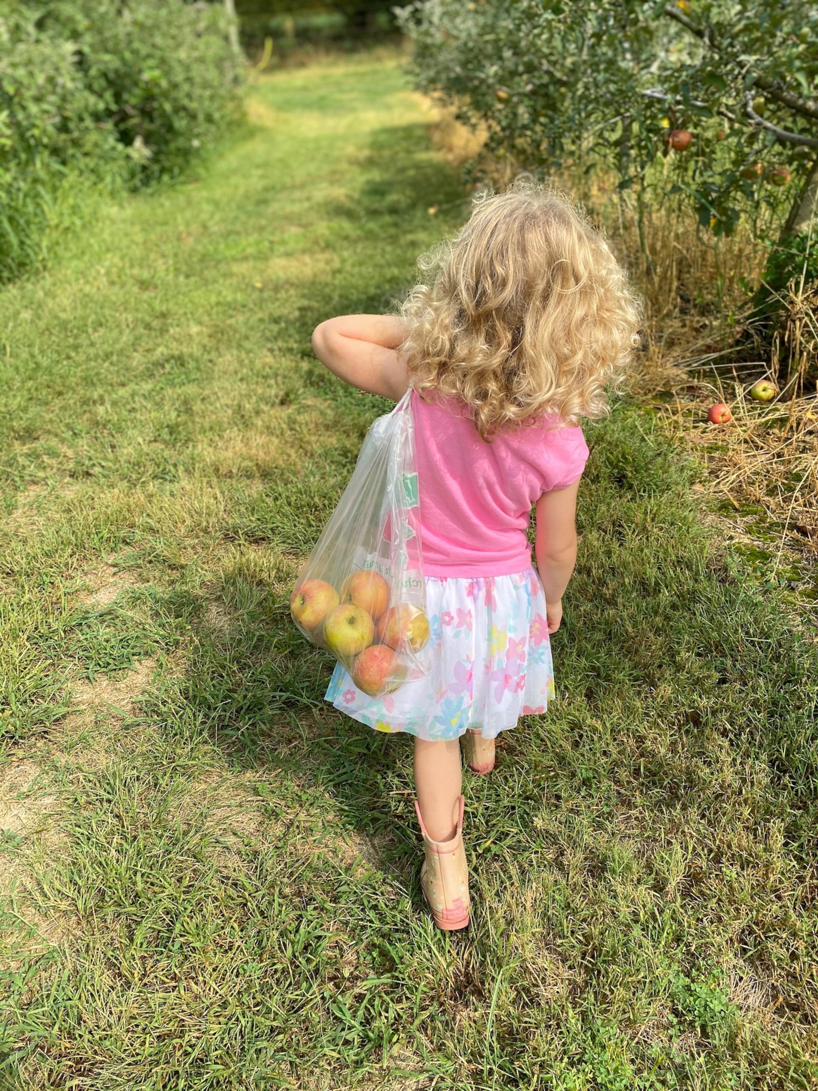 Peifer Orchards, in Yellow Springs, offers more than 20 varieties of apples throughout the season - CONTRIBUTED