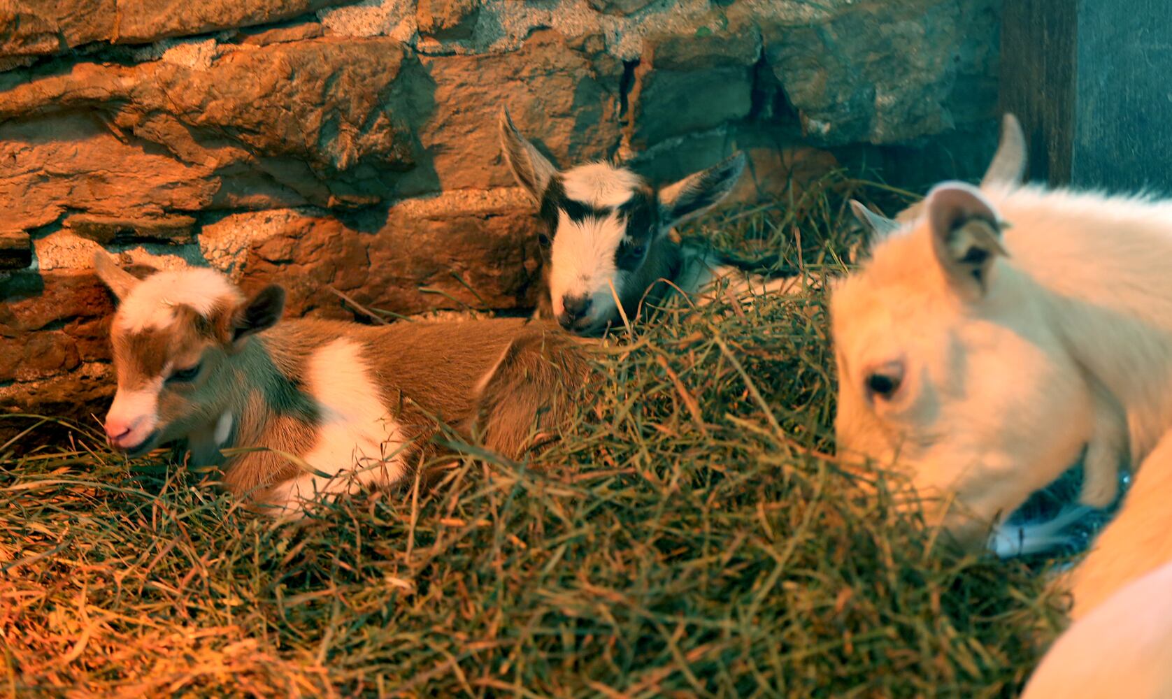 PHOTOS: AWWW! Sleepy mini goats and adorable lambs among the Aullwood Farm babies