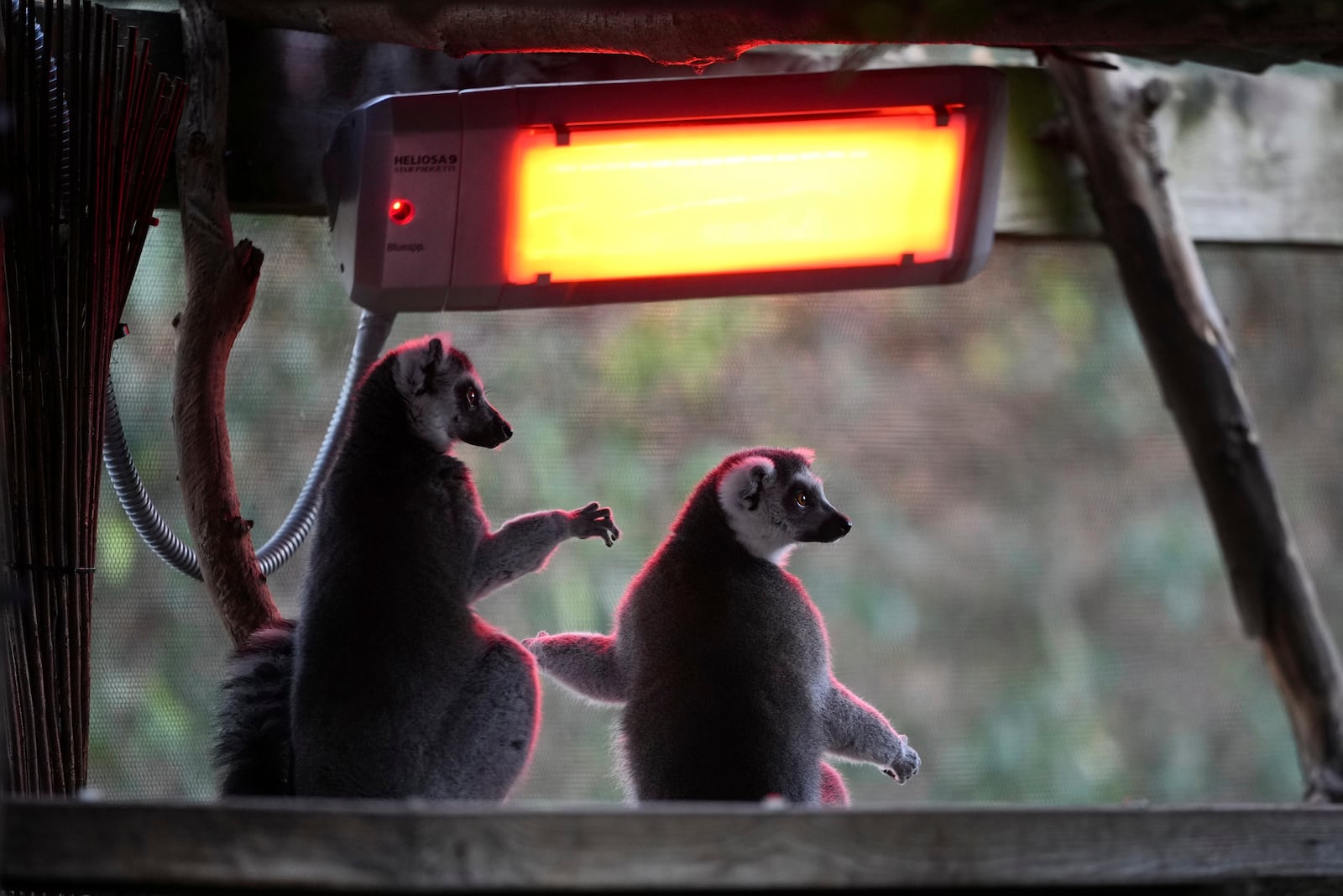 Ring-tailed Lemurs sit under a heater during the annual stocktake at London Zoo in London, Friday, Jan. 3, 2025. (AP Photo/Kin Cheung)