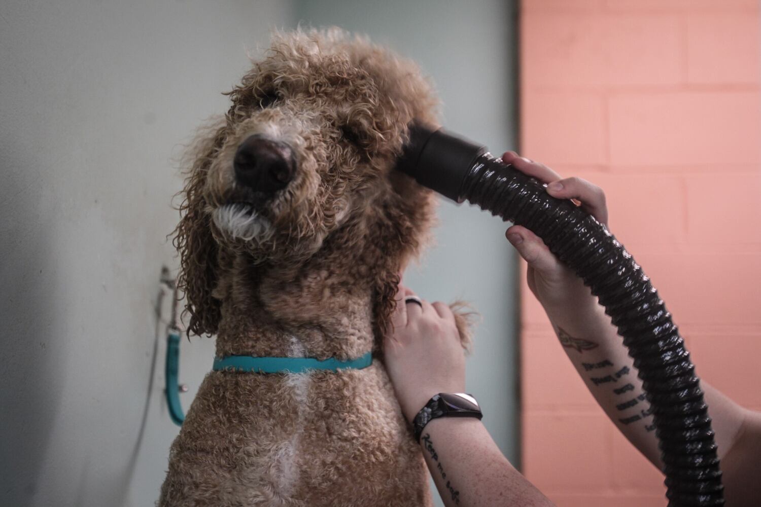 House of Paws Grooming Salon gets CARES grant