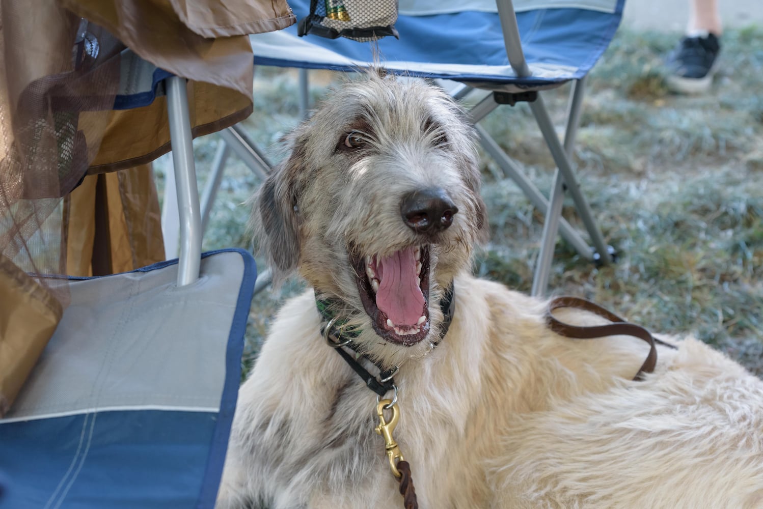 PHOTOS: 2024 Dayton Celtic Festival at RiverScape MetroPark