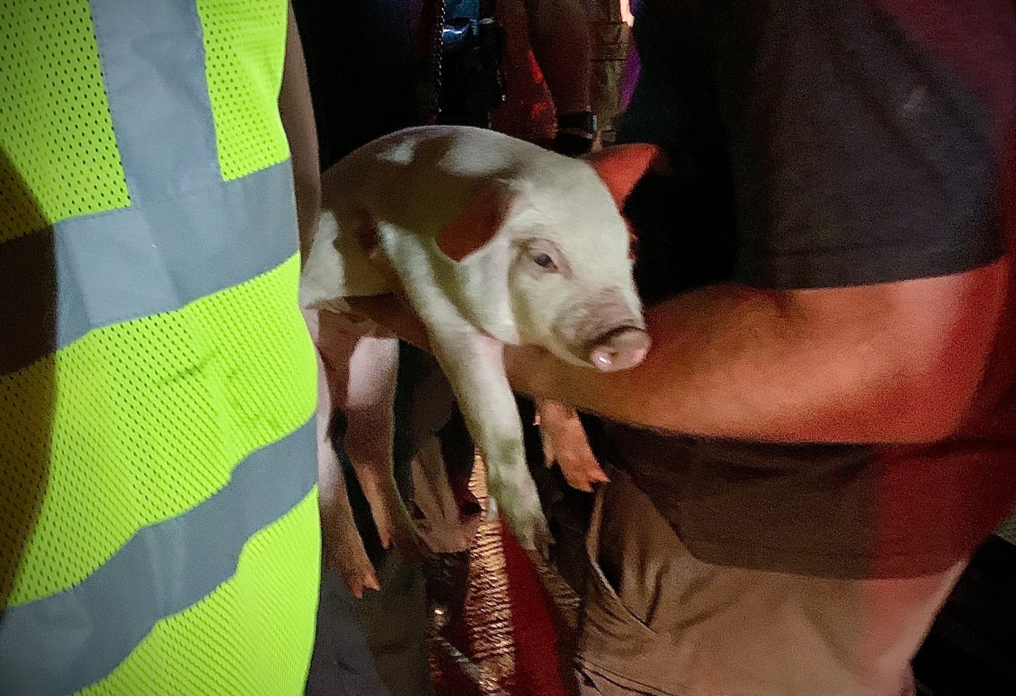 Semi hauling 1900 piglets overturns on I-75 to I-70 flyover