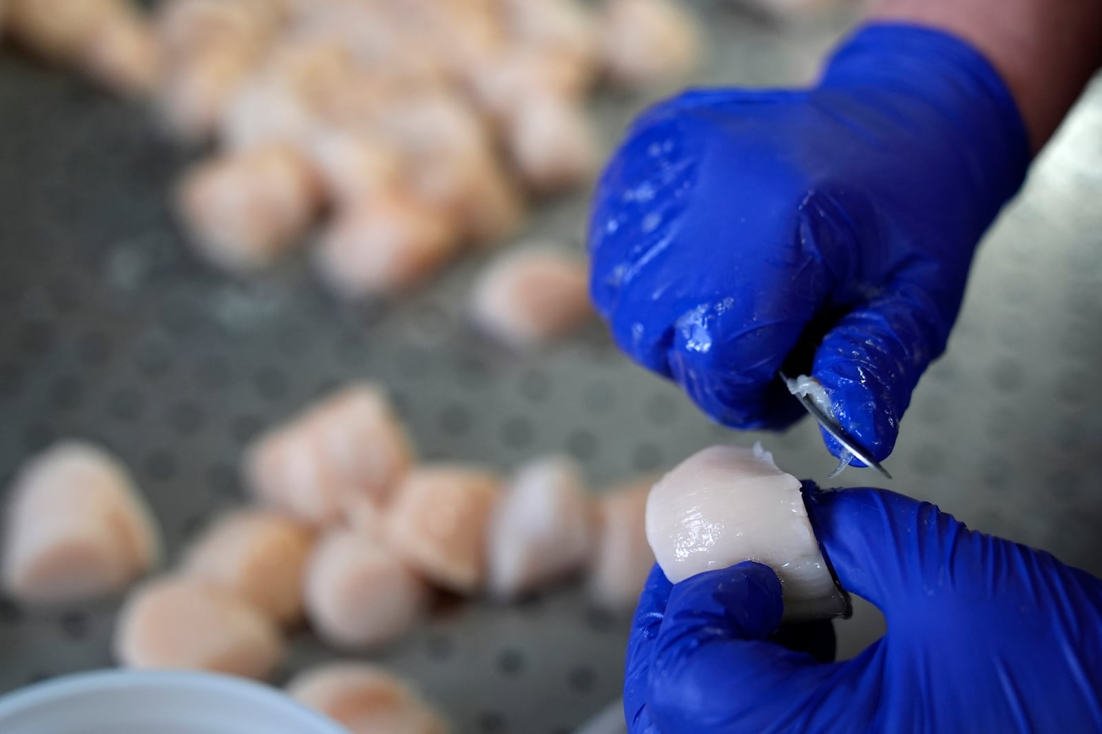 Scallops are processed at a processing facility, Tuesday, March 11, 2025, in Bremen, Maine. (AP Photo/Robert F. Bukaty)