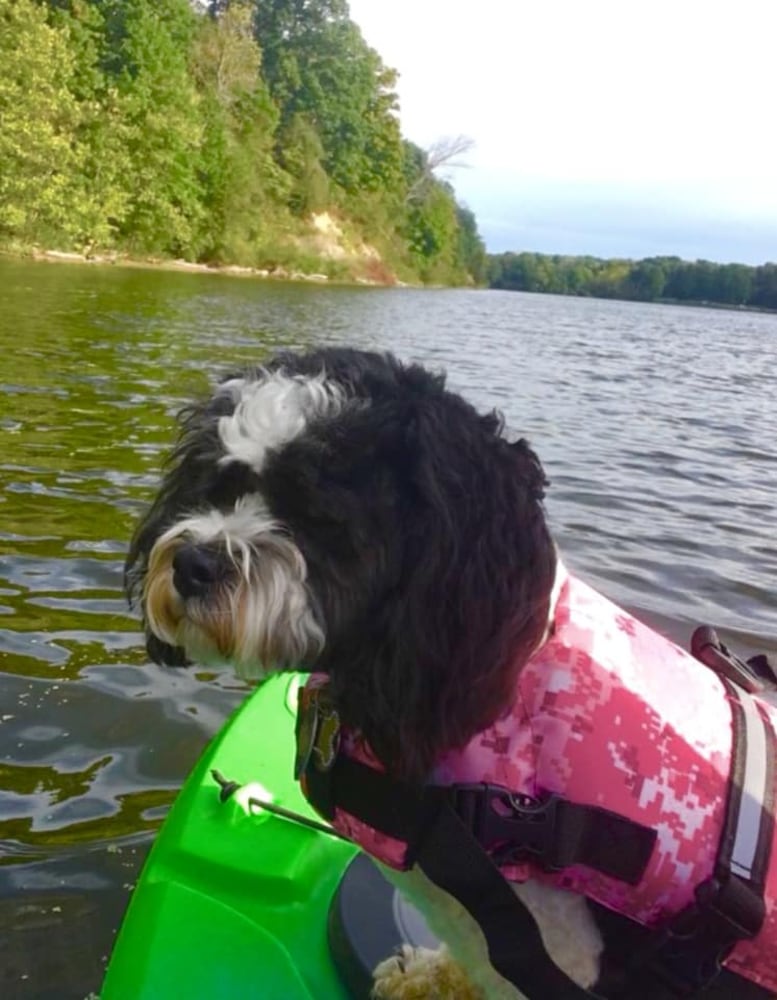 PHOTOS: It’s National Dog Day! Here are some puppy smiles for you