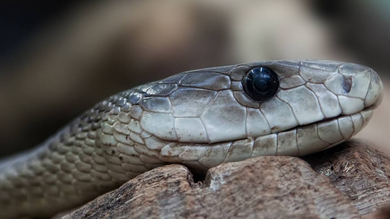 A man who bent over to play with a snake in a San Antonio street was hit by a pickup truck.