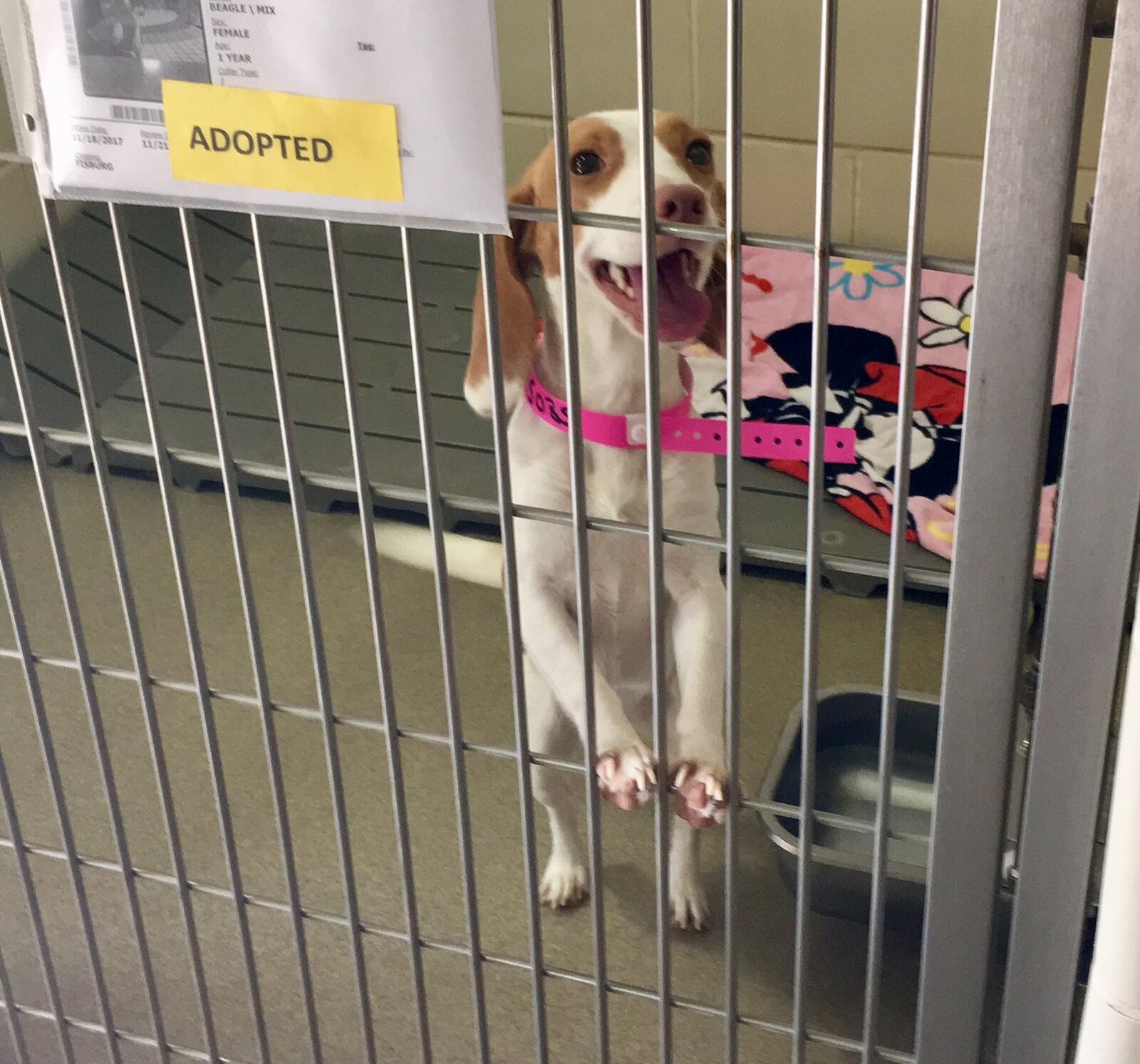 The Montgomery County Animal Resource Center had quite a few dogs and cats adopted out to new homes during Saturday’s Send Them Home Saturday adoption event. Lynn Hulsey/STAFF