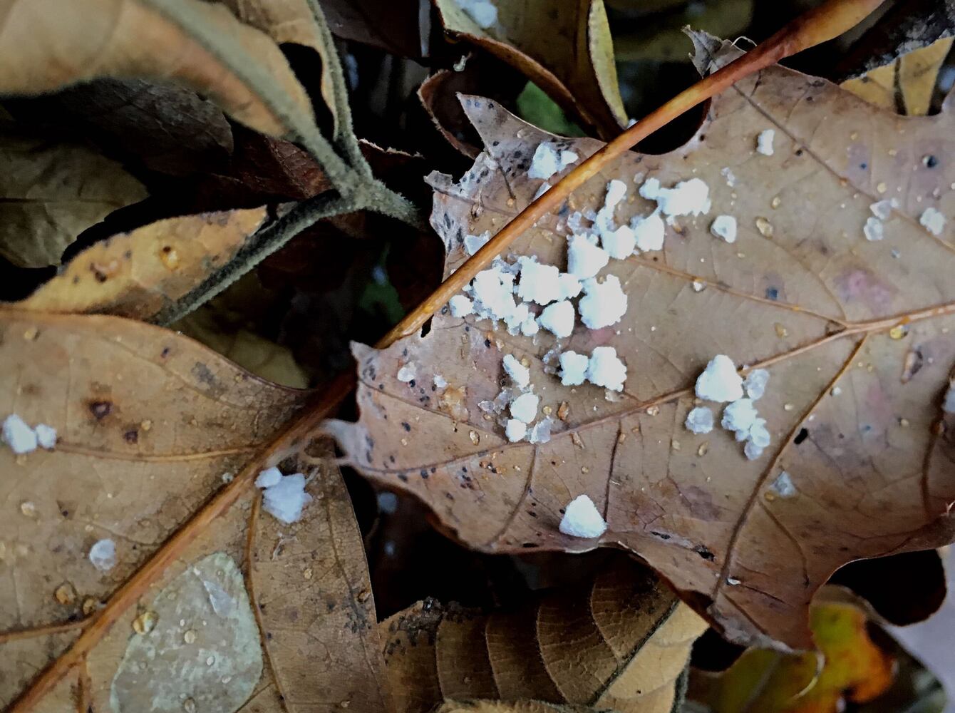 PHOTOS: First snow of the season