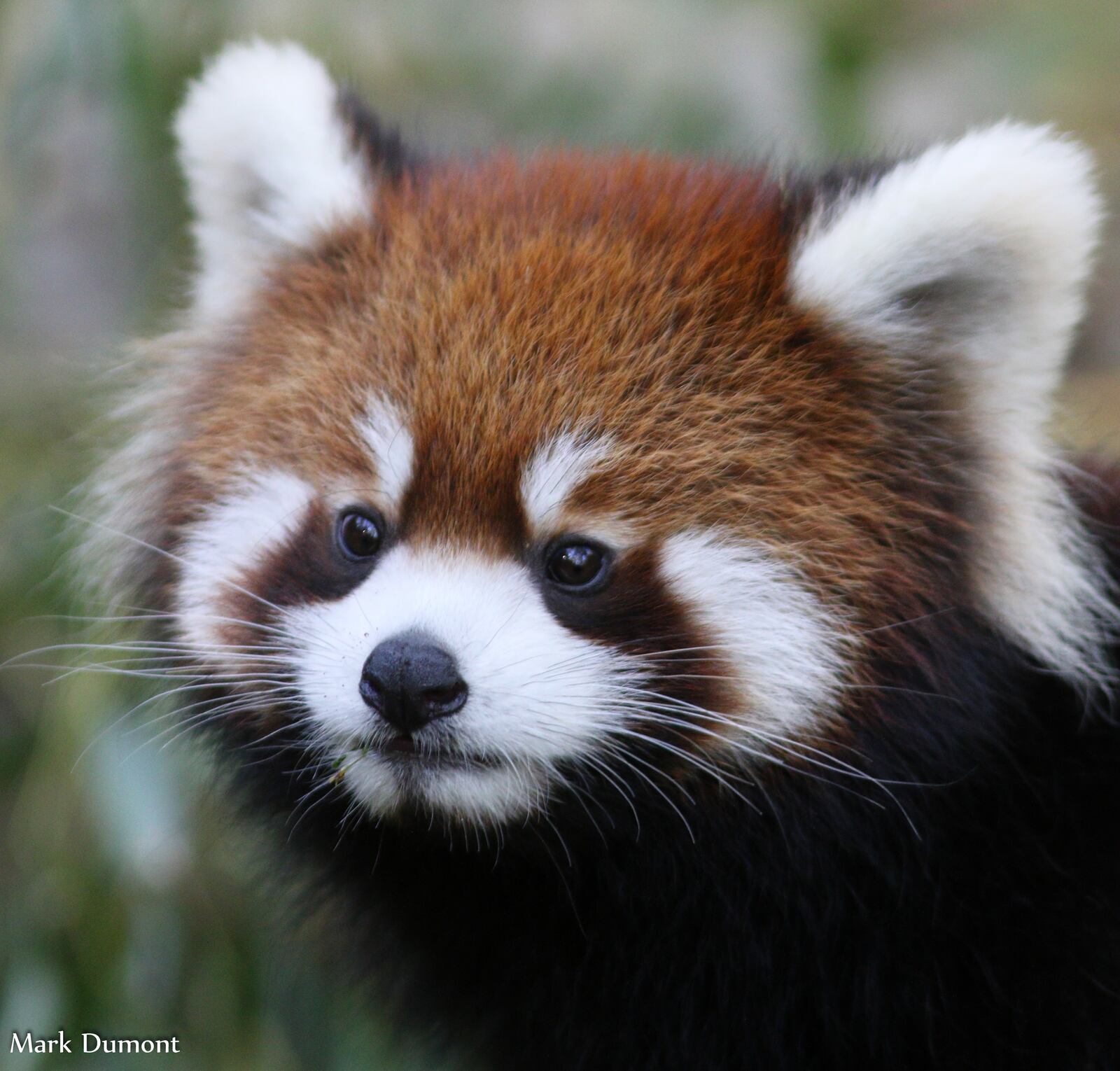 Meet some adorable zoo babies this month at the Cincinnati Zoo. CONTRIBUTED