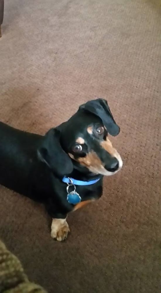 PHOTOS: It’s National Dog Day! Here are some puppy smiles for you