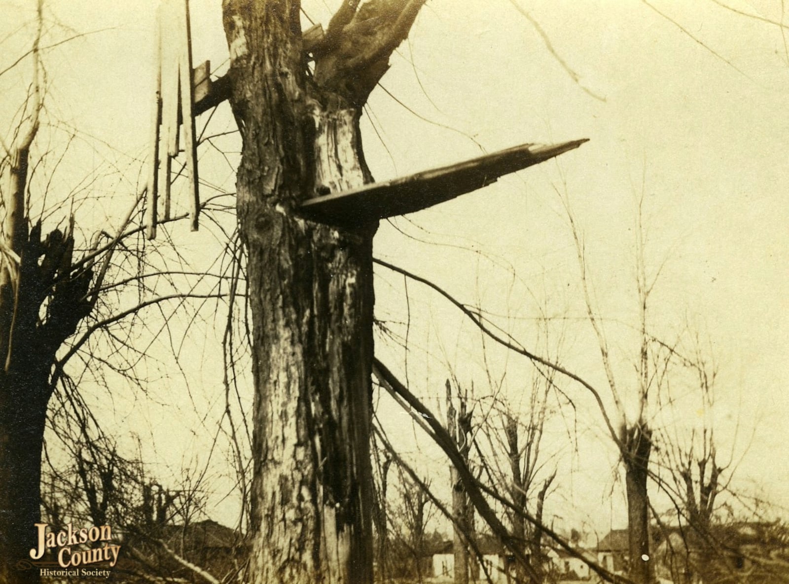 This photo provided by the Jackson County (Ill.) Historical Society shows a board driven into a tree in Murphysboro, Ill., after a tornado tore through Indiana, Illinois, and Missouri in March 1925. (Jackson County (Ill.) Historical Society via AP)