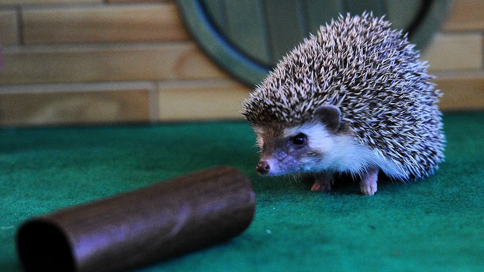 The Boonshoft Museum of Discovery’s Walnut the hedgehog agreed with Punxsutawney Phil, Thursday Feb. 2, 2023, Walnut saw her shadow and forecasted six more weeks of winter. 
According to Boonshoft, the annual tradition actually is a nod to the ancient Roman custom of Candlemas Day, where hedgehogs were initially used to predict spring. MARSHALL GORBY\STAFF