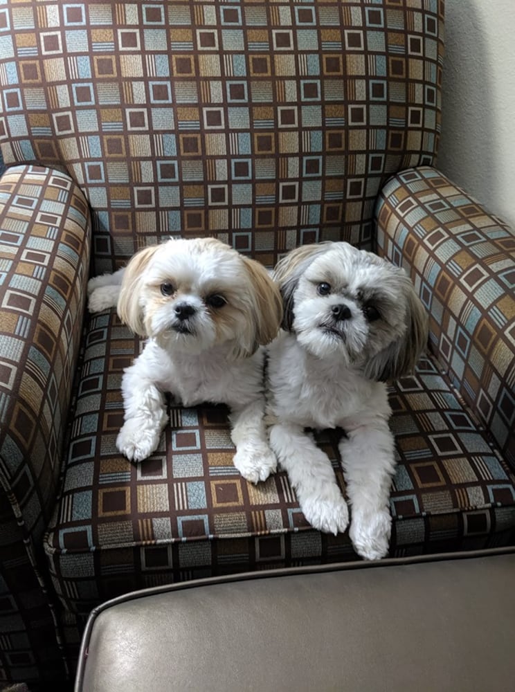 PHOTOS: It’s National Dog Day! Here are some puppy smiles for you