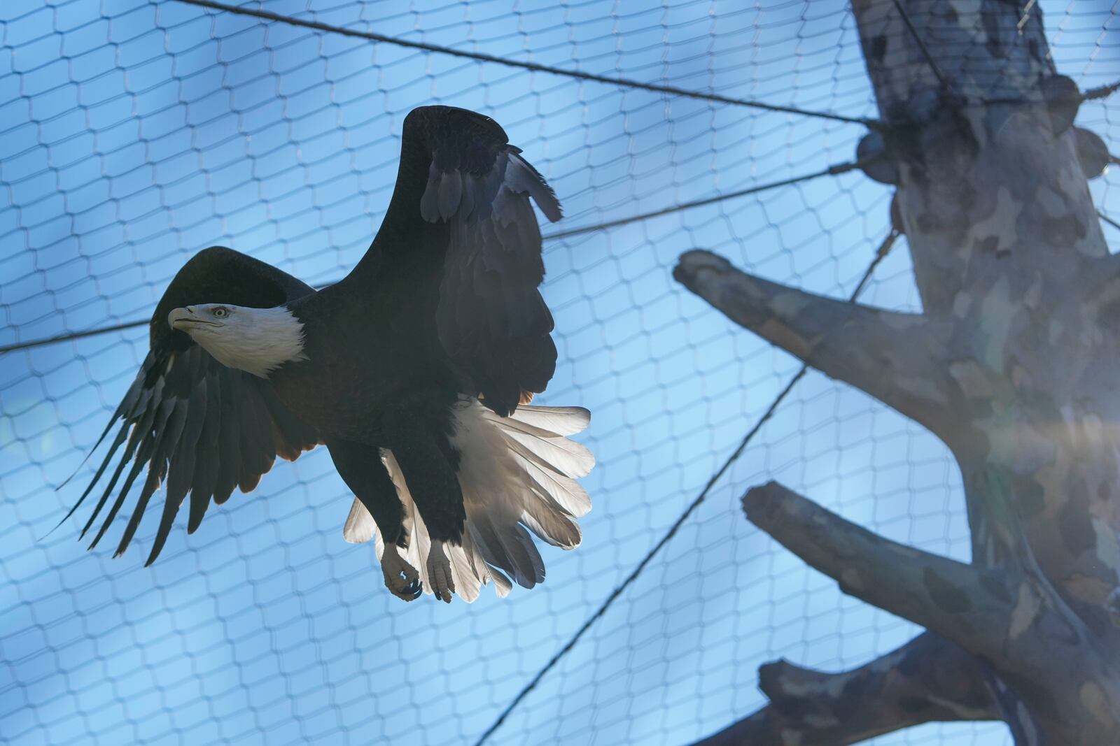 A bald eagle named Freedom flies around its enclosure at the Turtle Back Zoo in West Orange, N.J., Wednesday, Jan. 15, 2025. (AP Photo/Seth Wenig)