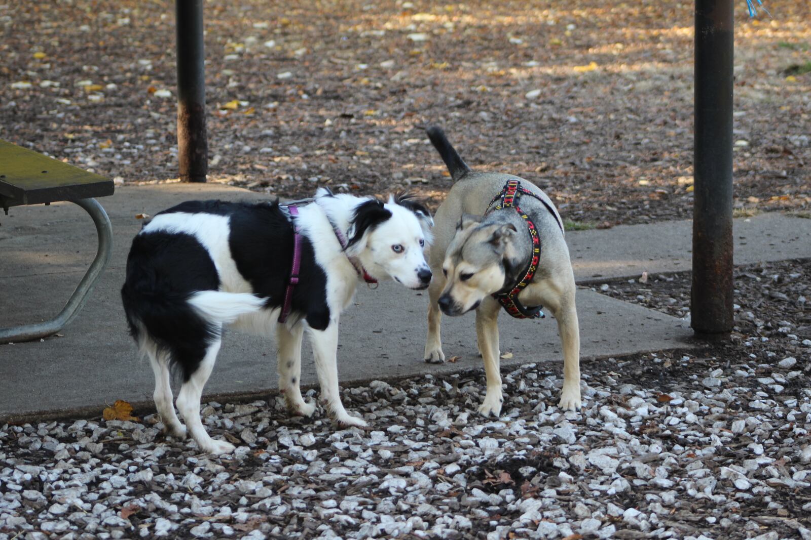 Dogs at play at Deeds Point Dog Park. CORNELIUS FROLIK / STAFF