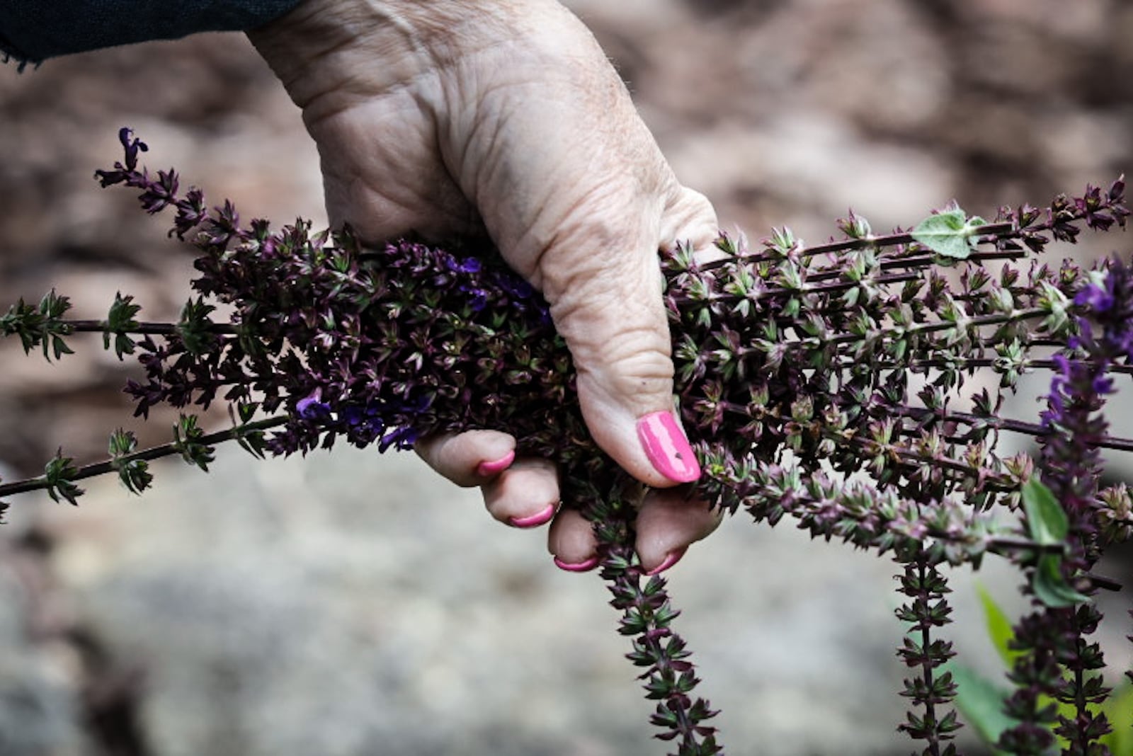 The Greenview Garden Club plant and trim herbs at the Aullwood Farm on Frederick Pike. JIM NOELKER/STAFF