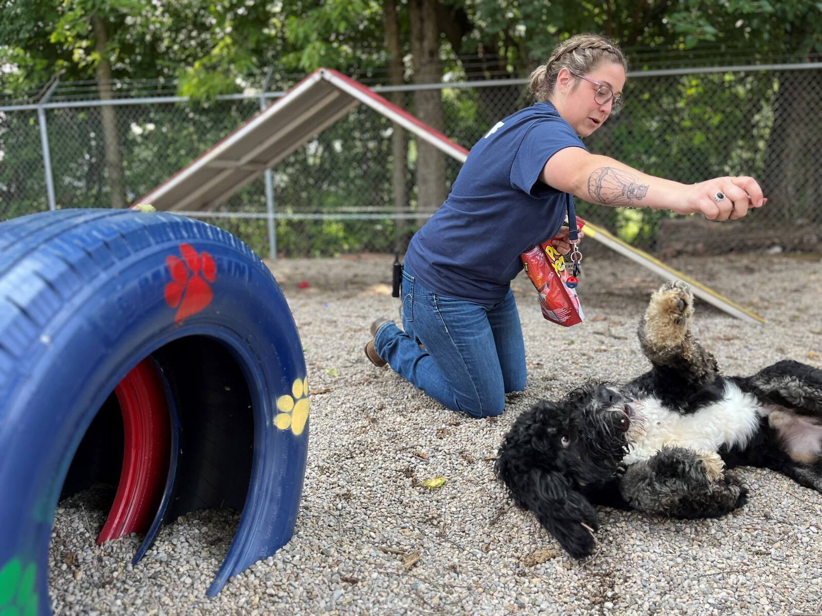 Marisa McGriff, volunteer coordinator with the Humane Society of Greater Dayton, plays with "Jack," a 1-year-old Bernedoodle. Jack was surrendered by his owner. He loves to run, go for walks, play outside and he likes kids. CORNELIUS FROLIK / STAFF