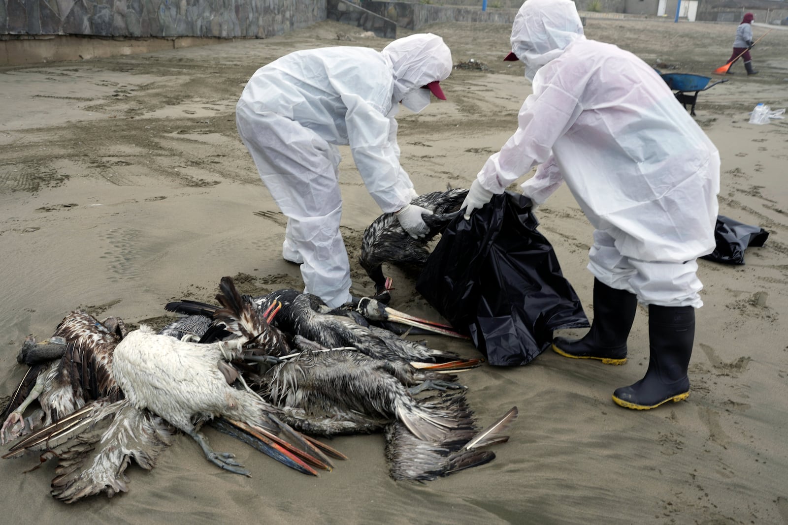 FILE - Municipal workers collect dead pelicans on Santa Maria beach in Lima, Peru, Tuesday, Nov. 30, 2022, as thousands of birds have died in November along the Pacific of Peru from bird flu, according to The National Forest and Wildlife Service (Serfor). (AP Photo/Guadalupe Pardo, File)