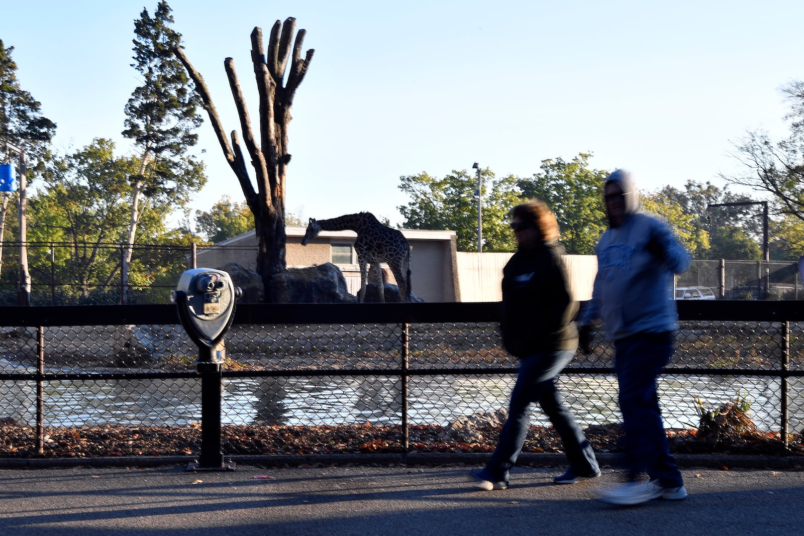 Members of the Get Healthy Walking Club walk a path past the giraffe enclosure during the morning at the Louisville Zoo in Louisville, Ky., Friday, Oct. 18, 2024. (AP Photo/Timothy D. Easley)