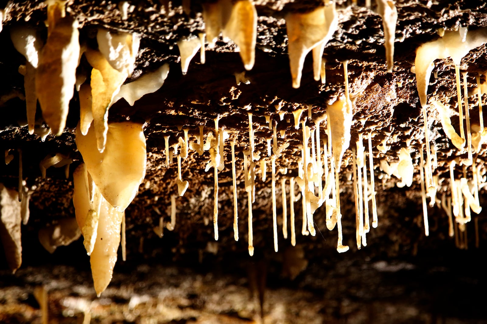 Soda straws, a type of stalactite, hang within West Liberty's Ohio Caverns. LISA POWELL / STAFF