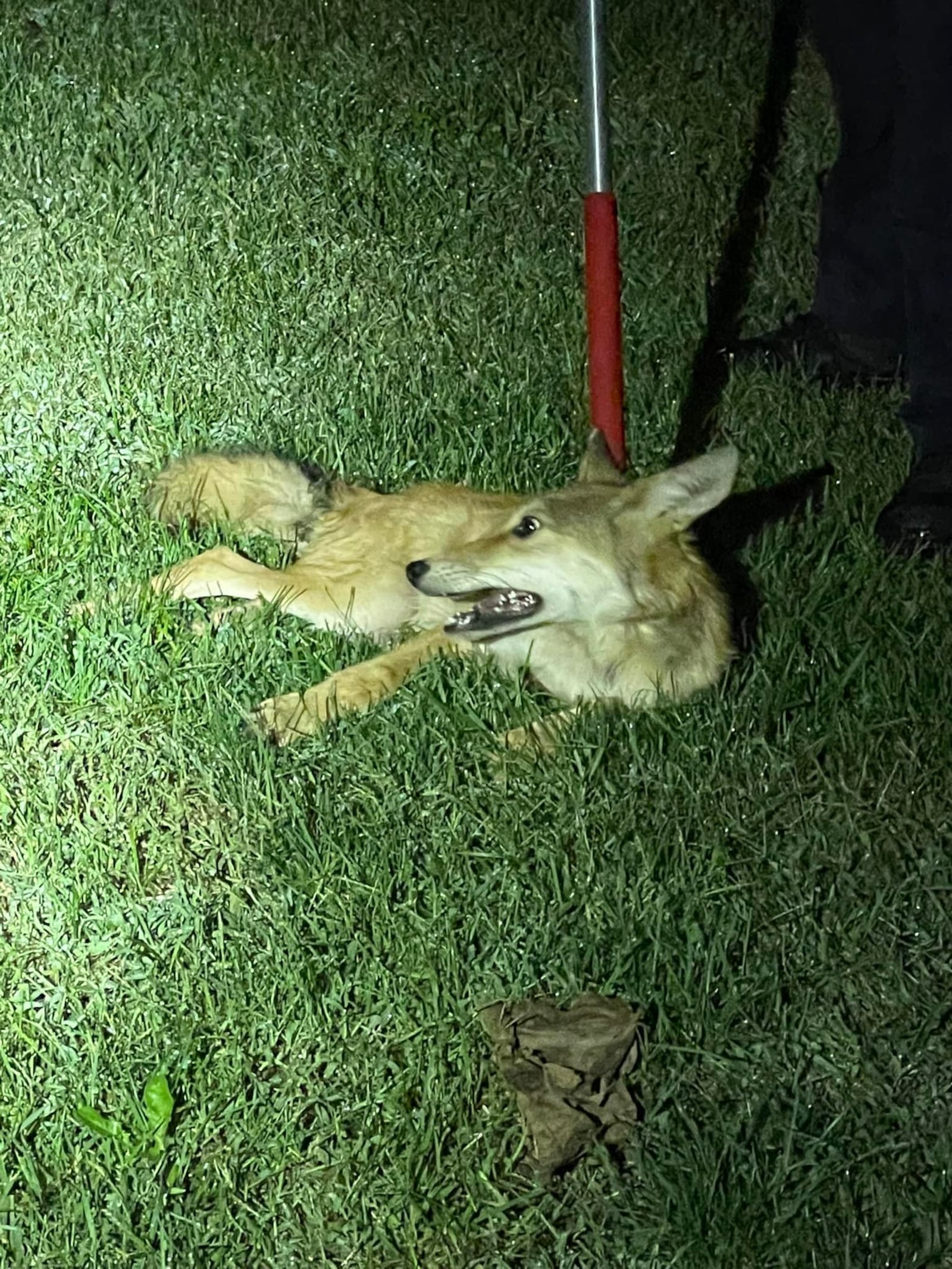 A coyote found hiding in the bathroom Friday morning, Sept. 9, 2022, in a Trenton home was safely released. Courtesy Trenton Police Department/Facebook