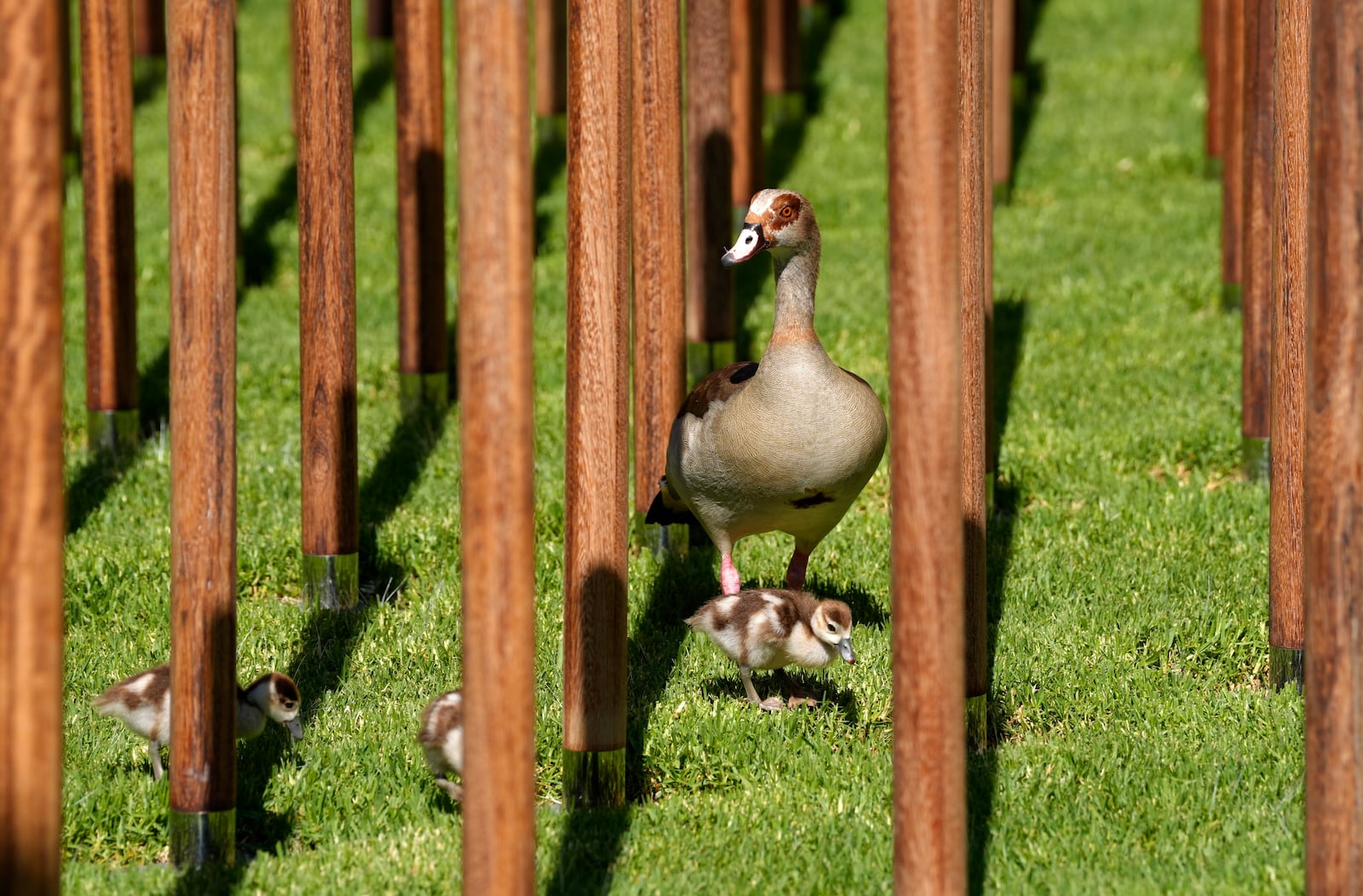 Egyptian geese with goslings are seen next to an African "iroko" hardwood post bearing names and the date of death of 1,700 Black South African servicemen who died in non-combatant roles in World War I and have no known grave, in Cape Town, South Africa, Wednesday, Jan. 22, 2025. (AP Photo/Nardus Engelbrecht)