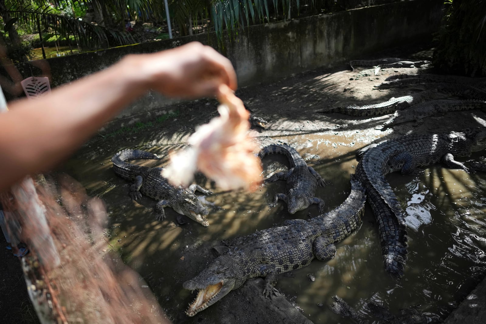 Rusli Paraili, a crocodile handler, feeds rescued crocodiles kept inside an enclosure in Budong-Budong, West Sulawesi, Indonesia, Monday, Feb. 24, 2025. (AP Photo/Dita Alangkara)