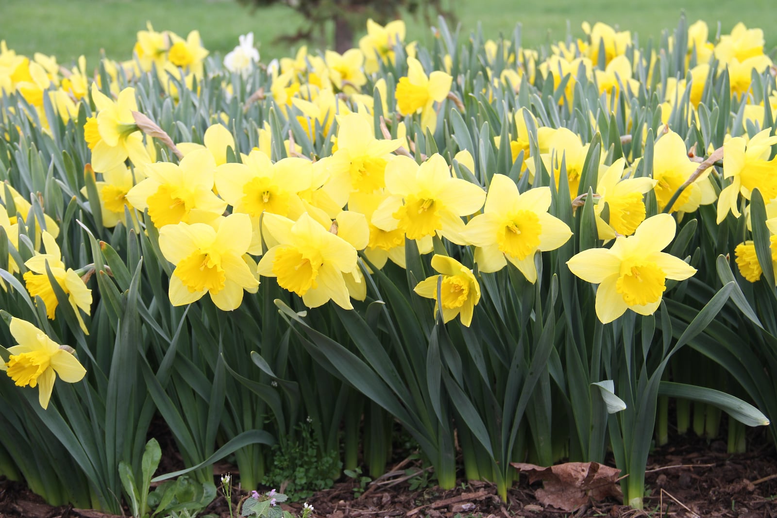 Plant spring blooming bulbs now for spring color.